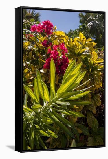 Bougainvillea Flowers, Bavaro, Higuey, Punta Cana, Dominican Republic-Lisa S. Engelbrecht-Framed Stretched Canvas