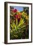 Bougainvillea Flowers, Bavaro, Higuey, Punta Cana, Dominican Republic-Lisa S. Engelbrecht-Framed Photographic Print