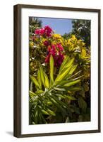 Bougainvillea Flowers, Bavaro, Higuey, Punta Cana, Dominican Republic-Lisa S. Engelbrecht-Framed Photographic Print