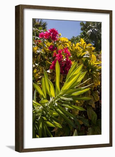 Bougainvillea Flowers, Bavaro, Higuey, Punta Cana, Dominican Republic-Lisa S. Engelbrecht-Framed Photographic Print