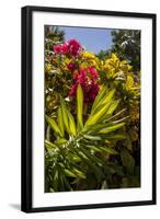 Bougainvillea Flowers, Bavaro, Higuey, Punta Cana, Dominican Republic-Lisa S. Engelbrecht-Framed Photographic Print