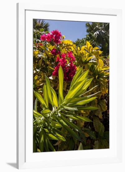 Bougainvillea Flowers, Bavaro, Higuey, Punta Cana, Dominican Republic-Lisa S. Engelbrecht-Framed Photographic Print