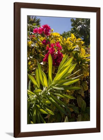 Bougainvillea Flowers, Bavaro, Higuey, Punta Cana, Dominican Republic-Lisa S. Engelbrecht-Framed Photographic Print