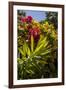 Bougainvillea Flowers, Bavaro, Higuey, Punta Cana, Dominican Republic-Lisa S. Engelbrecht-Framed Photographic Print