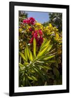 Bougainvillea Flowers, Bavaro, Higuey, Punta Cana, Dominican Republic-Lisa S. Engelbrecht-Framed Photographic Print