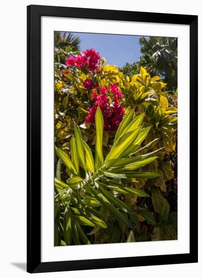 Bougainvillea Flowers, Bavaro, Higuey, Punta Cana, Dominican Republic-Lisa S. Engelbrecht-Framed Photographic Print