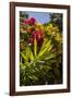 Bougainvillea Flowers, Bavaro, Higuey, Punta Cana, Dominican Republic-Lisa S. Engelbrecht-Framed Photographic Print