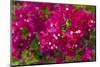 Bougainvillea Flowers, Bavaro, Higuey, Punta Cana, Dominican Republic-Lisa S. Engelbrecht-Mounted Premium Photographic Print