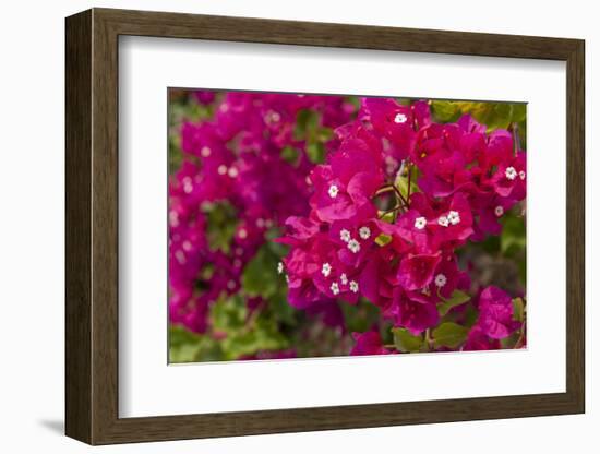 Bougainvillea Flowers, Bavaro, Higuey, Punta Cana, Dominican Republic-Lisa S. Engelbrecht-Framed Photographic Print