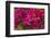 Bougainvillea Flowers, Bavaro, Higuey, Punta Cana, Dominican Republic-Lisa S. Engelbrecht-Framed Photographic Print