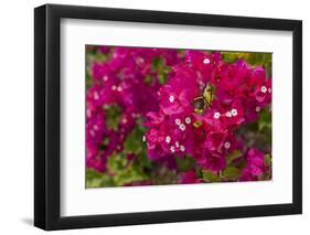 Bougainvillea Flowers, Bavaro, Higuey, Punta Cana, Dominican Republic-Lisa S. Engelbrecht-Framed Photographic Print