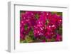 Bougainvillea Flowers, Bavaro, Higuey, Punta Cana, Dominican Republic-Lisa S. Engelbrecht-Framed Photographic Print