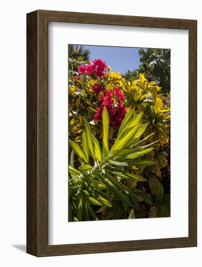 Bougainvillea Flowers, Bavaro, Higuey, Punta Cana, Dominican Republic-Lisa S. Engelbrecht-Framed Photographic Print