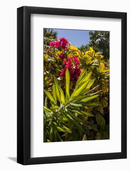 Bougainvillea Flowers, Bavaro, Higuey, Punta Cana, Dominican Republic-Lisa S. Engelbrecht-Framed Photographic Print