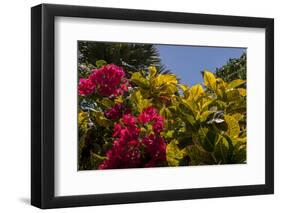 Bougainvillea Flowers, Bavaro, Higuey, Punta Cana, Dominican Republic-Lisa S. Engelbrecht-Framed Photographic Print