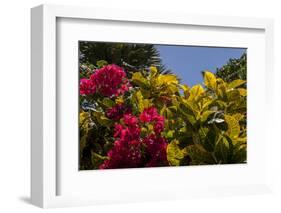 Bougainvillea Flowers, Bavaro, Higuey, Punta Cana, Dominican Republic-Lisa S. Engelbrecht-Framed Photographic Print