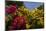 Bougainvillea Flowers, Bavaro, Higuey, Punta Cana, Dominican Republic-Lisa S. Engelbrecht-Mounted Photographic Print