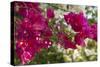 Bougainvillea Flowers, Grand Cayman, Cayman Islands, British West Indies-Lisa S^ Engelbrecht-Stretched Canvas