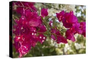 Bougainvillea Flowers, Grand Cayman, Cayman Islands, British West Indies-Lisa S^ Engelbrecht-Stretched Canvas