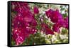 Bougainvillea Flowers, Grand Cayman, Cayman Islands, British West Indies-Lisa S^ Engelbrecht-Framed Stretched Canvas