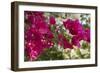 Bougainvillea Flowers, Grand Cayman, Cayman Islands, British West Indies-Lisa S^ Engelbrecht-Framed Photographic Print