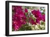 Bougainvillea Flowers, Grand Cayman, Cayman Islands, British West Indies-Lisa S^ Engelbrecht-Framed Photographic Print