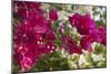 Bougainvillea Flowers, Grand Cayman, Cayman Islands, British West Indies-Lisa S^ Engelbrecht-Mounted Photographic Print