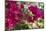 Bougainvillea Flowers, Grand Cayman, Cayman Islands, British West Indies-Lisa S^ Engelbrecht-Mounted Photographic Print