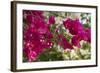 Bougainvillea Flowers, Grand Cayman, Cayman Islands, British West Indies-Lisa S^ Engelbrecht-Framed Photographic Print