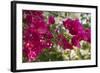 Bougainvillea Flowers, Grand Cayman, Cayman Islands, British West Indies-Lisa S^ Engelbrecht-Framed Photographic Print