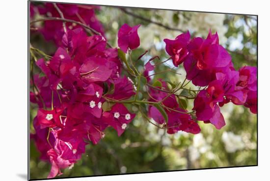 Bougainvillea Flowers, Grand Cayman, Cayman Islands, British West Indies-Lisa S^ Engelbrecht-Mounted Photographic Print