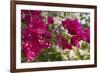 Bougainvillea Flowers, Grand Cayman, Cayman Islands, British West Indies-Lisa S^ Engelbrecht-Framed Photographic Print