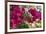 Bougainvillea Flowers, Grand Cayman, Cayman Islands, British West Indies-Lisa S^ Engelbrecht-Framed Photographic Print