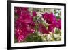 Bougainvillea Flowers, Grand Cayman, Cayman Islands, British West Indies-Lisa S^ Engelbrecht-Framed Photographic Print