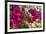 Bougainvillea Flowers, Grand Cayman, Cayman Islands, British West Indies-Lisa S^ Engelbrecht-Framed Photographic Print