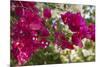 Bougainvillea Flowers, Grand Cayman, Cayman Islands, British West Indies-Lisa S^ Engelbrecht-Mounted Photographic Print