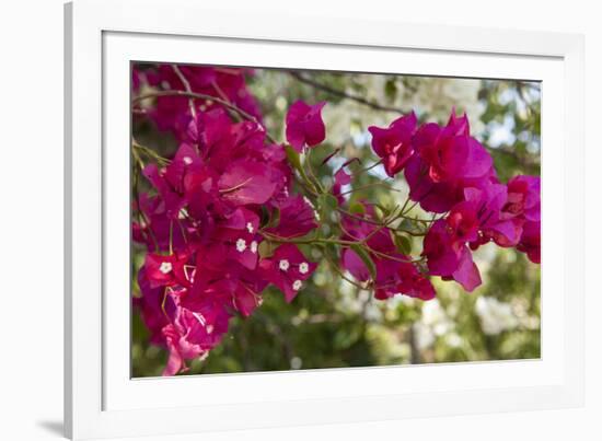 Bougainvillea Flowers, Grand Cayman, Cayman Islands, British West Indies-Lisa S^ Engelbrecht-Framed Photographic Print