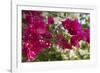 Bougainvillea Flowers, Grand Cayman, Cayman Islands, British West Indies-Lisa S^ Engelbrecht-Framed Photographic Print