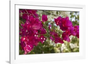 Bougainvillea Flowers, Grand Cayman, Cayman Islands, British West Indies-Lisa S^ Engelbrecht-Framed Photographic Print