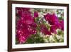 Bougainvillea Flowers, Grand Cayman, Cayman Islands, British West Indies-Lisa S^ Engelbrecht-Framed Photographic Print