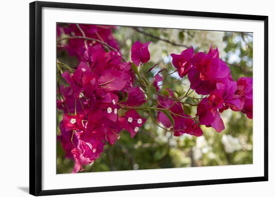 Bougainvillea Flowers, Grand Cayman, Cayman Islands, British West Indies-Lisa S^ Engelbrecht-Framed Photographic Print