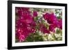 Bougainvillea Flowers, Grand Cayman, Cayman Islands, British West Indies-Lisa S^ Engelbrecht-Framed Photographic Print