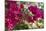 Bougainvillea Flowers, Grand Cayman, Cayman Islands, British West Indies-Lisa S^ Engelbrecht-Mounted Photographic Print