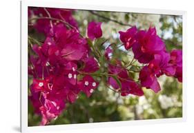 Bougainvillea Flowers, Grand Cayman, Cayman Islands, British West Indies-Lisa S^ Engelbrecht-Framed Photographic Print