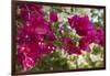 Bougainvillea Flowers, Grand Cayman, Cayman Islands, British West Indies-Lisa S^ Engelbrecht-Framed Photographic Print