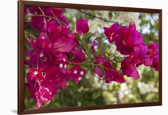 Bougainvillea Flowers, Grand Cayman, Cayman Islands, British West Indies-Lisa S^ Engelbrecht-Framed Photographic Print