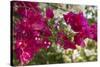 Bougainvillea Flowers, Grand Cayman, Cayman Islands, British West Indies-Lisa S^ Engelbrecht-Stretched Canvas