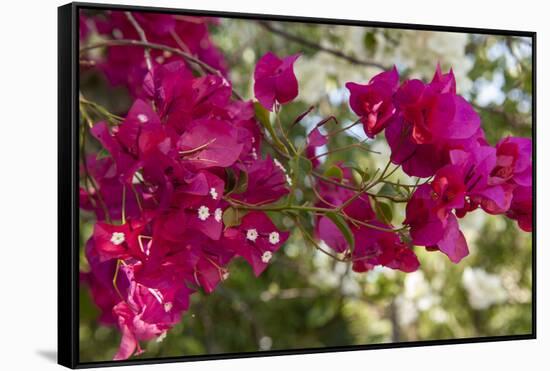 Bougainvillea Flowers, Grand Cayman, Cayman Islands, British West Indies-Lisa S^ Engelbrecht-Framed Stretched Canvas