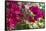 Bougainvillea Flowers, Grand Cayman, Cayman Islands, British West Indies-Lisa S^ Engelbrecht-Framed Stretched Canvas