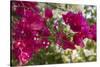 Bougainvillea Flowers, Grand Cayman, Cayman Islands, British West Indies-Lisa S^ Engelbrecht-Stretched Canvas